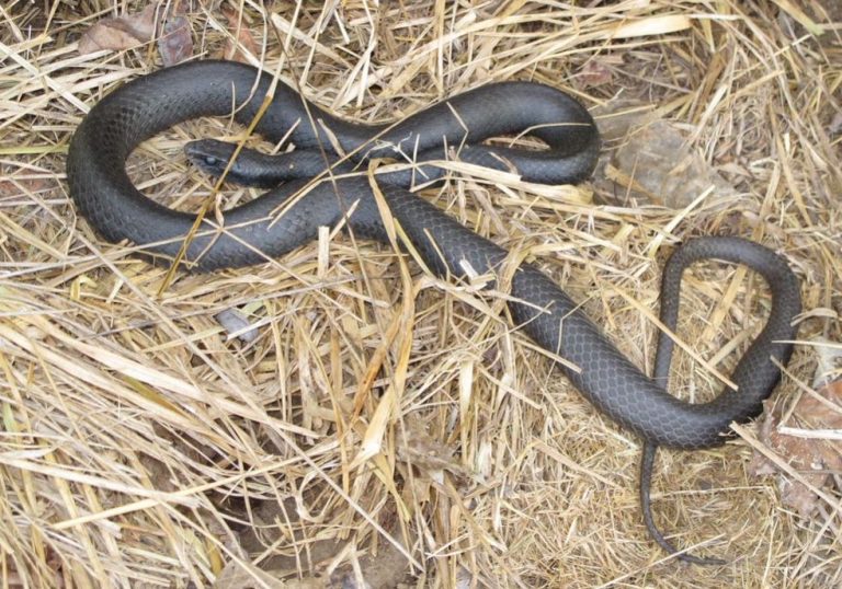 Snakes to Watch Out For - DNREC