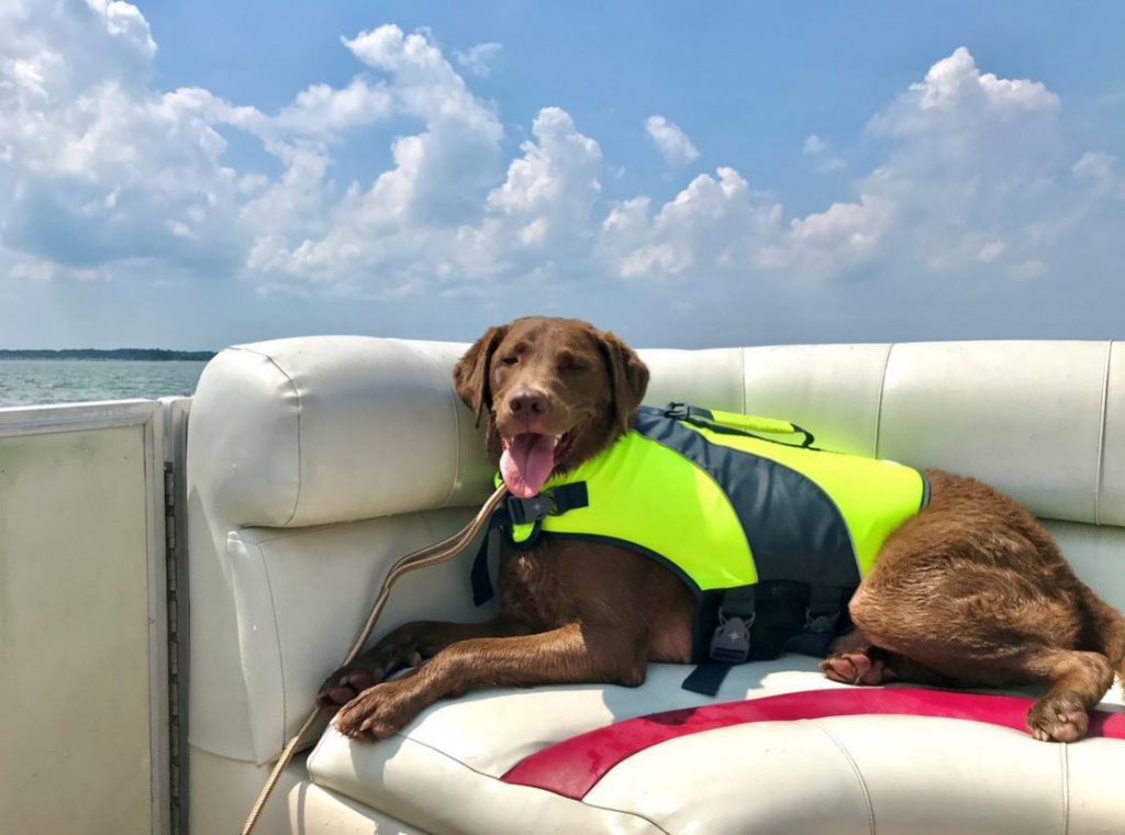 A dog on a boat in a PFD