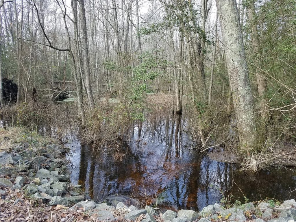 Image of a wetland area in a woodland.