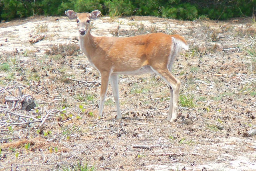 A white-tailed deer stands on a sandy hill in a coastal dune area.