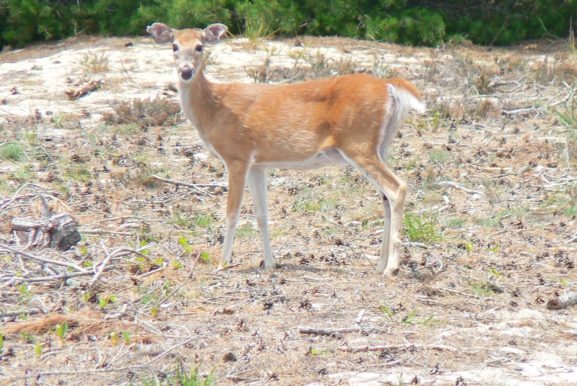 A deer