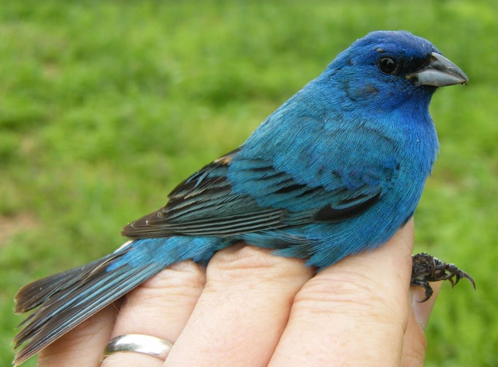 close-up of a blue bird with a tick attached above the eye held in a person's hand. 