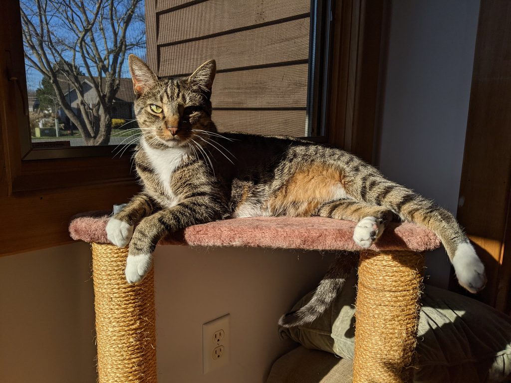 An American shorthaired house cat perches atop a climbing post in front of a window, looking directly into the camera.