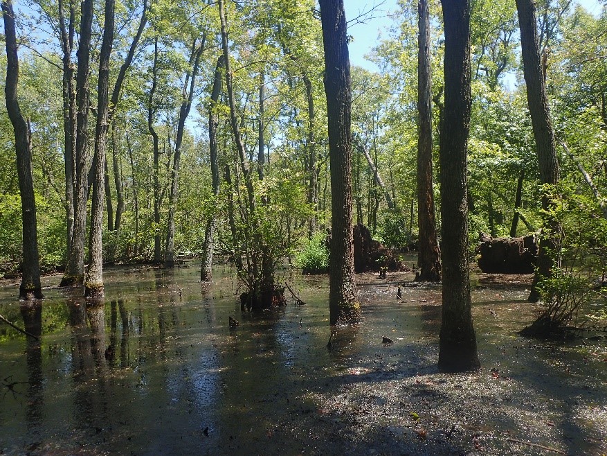 Photo of a wooded wetland with tree trunks rising out of standing water in the foreground and green understory in the background.