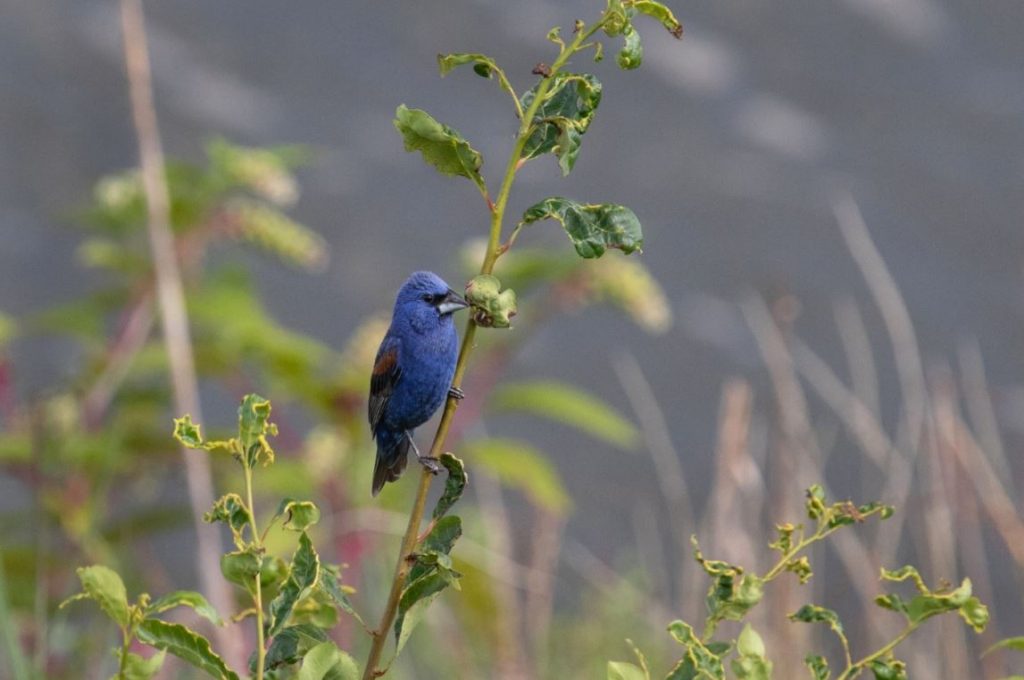 Photo of a Blue Grosbeak perched on a stalk