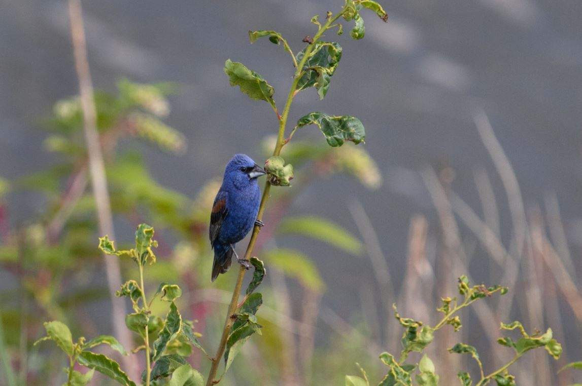 Photo of a Blue Grosbeak perched on a stalk