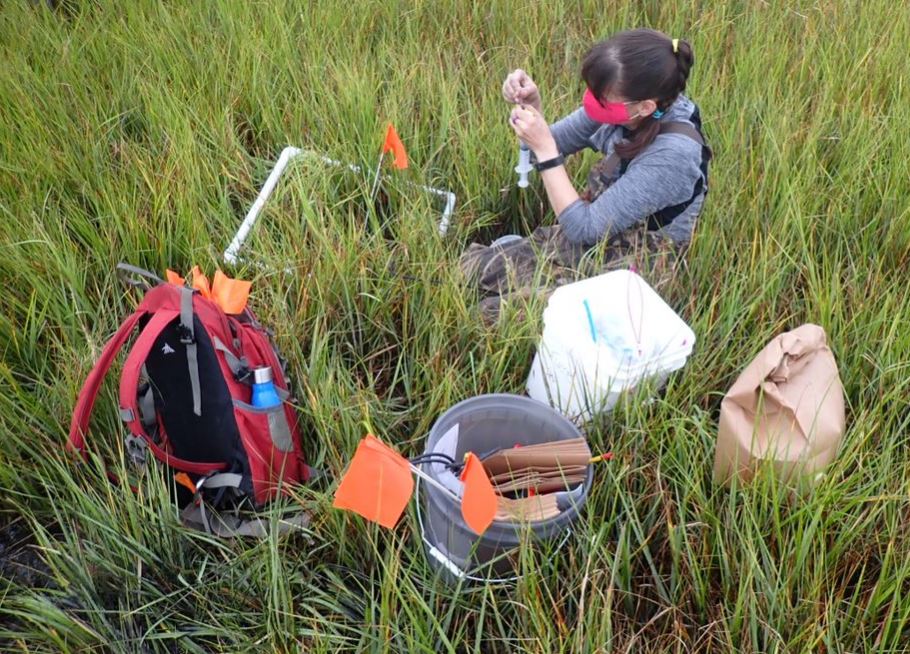 A scientist takes readings while immersed in a marsh