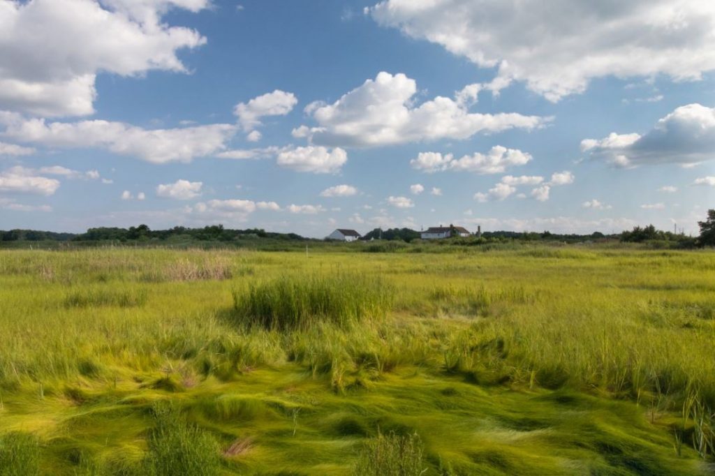 Sea of Marsh Grass