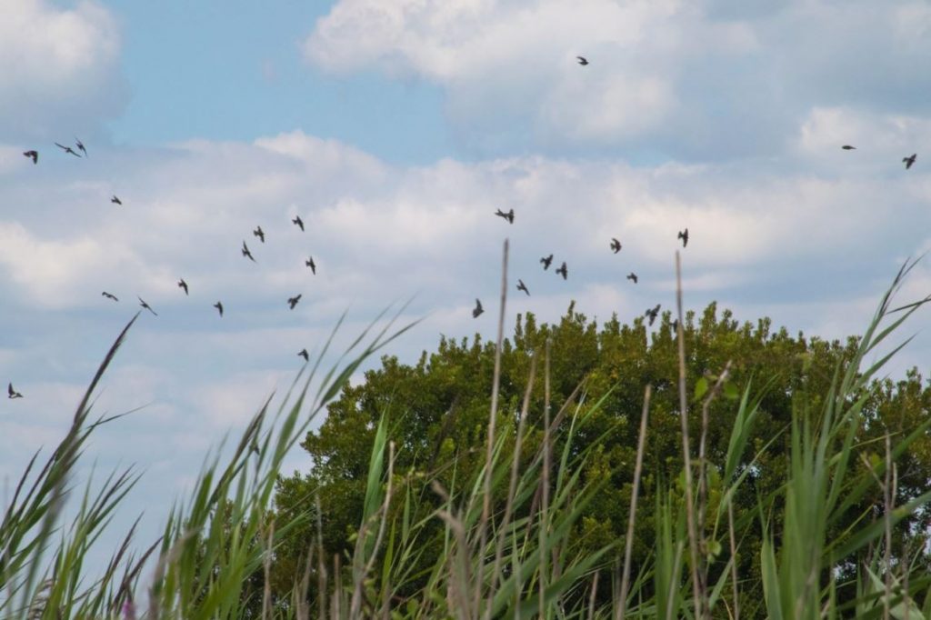 Swarming Swallows