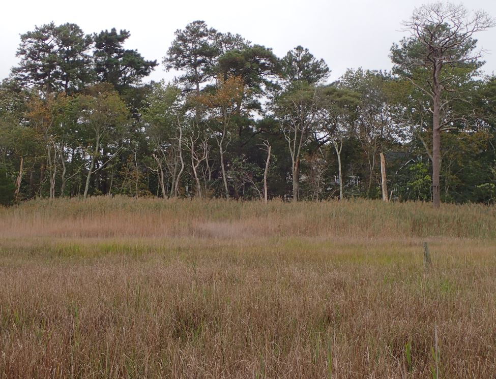 Bare trees stand at the edge of a marsh area