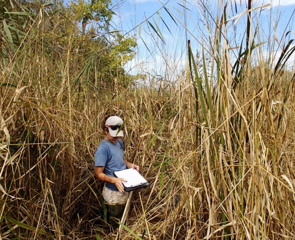 A scientist is dwarfed by the growth of phragmites reeds