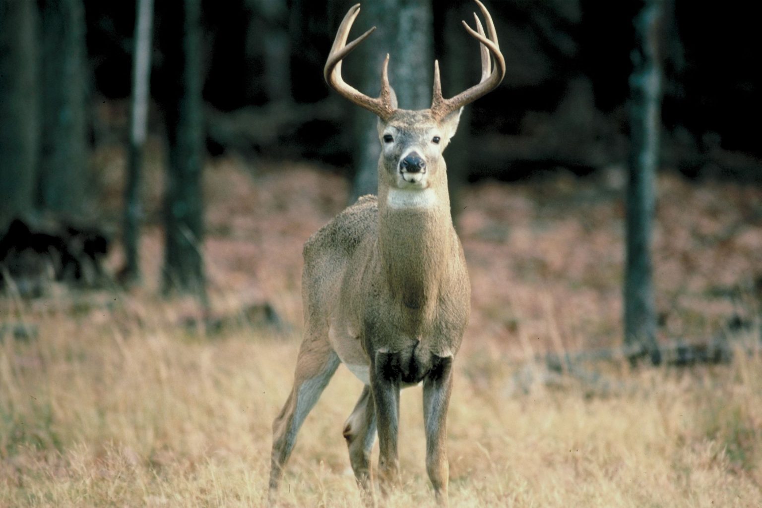 A male deer, with antlers, seen from a slight distance. The buck is facing the camera and looking directly into the lens.
