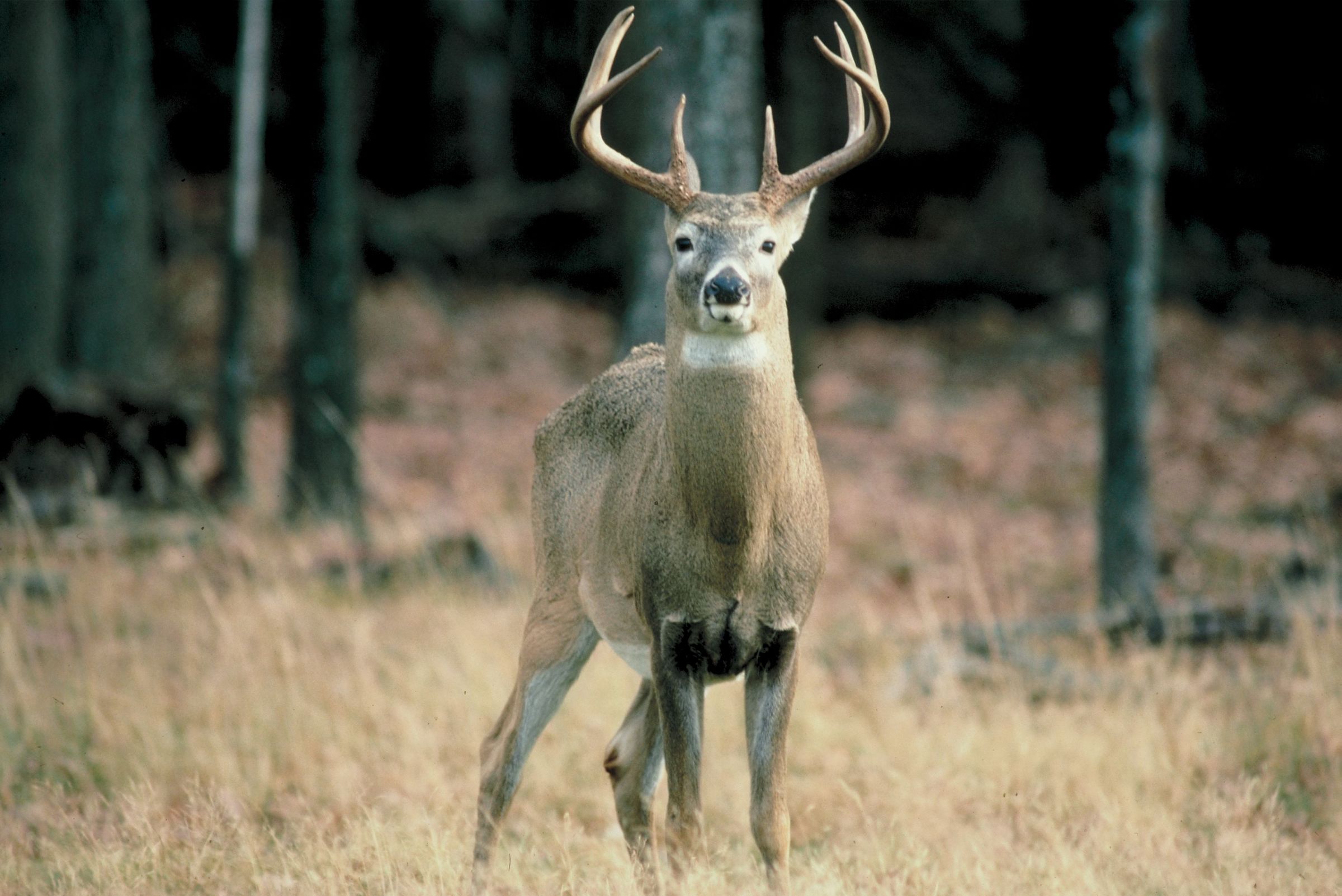 Hunters are helping food banks by donating surplus meat. But while