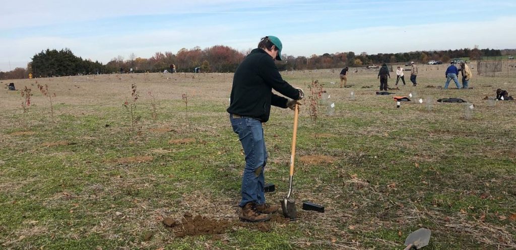 A person digs a hole in an open field where trees are being planted.