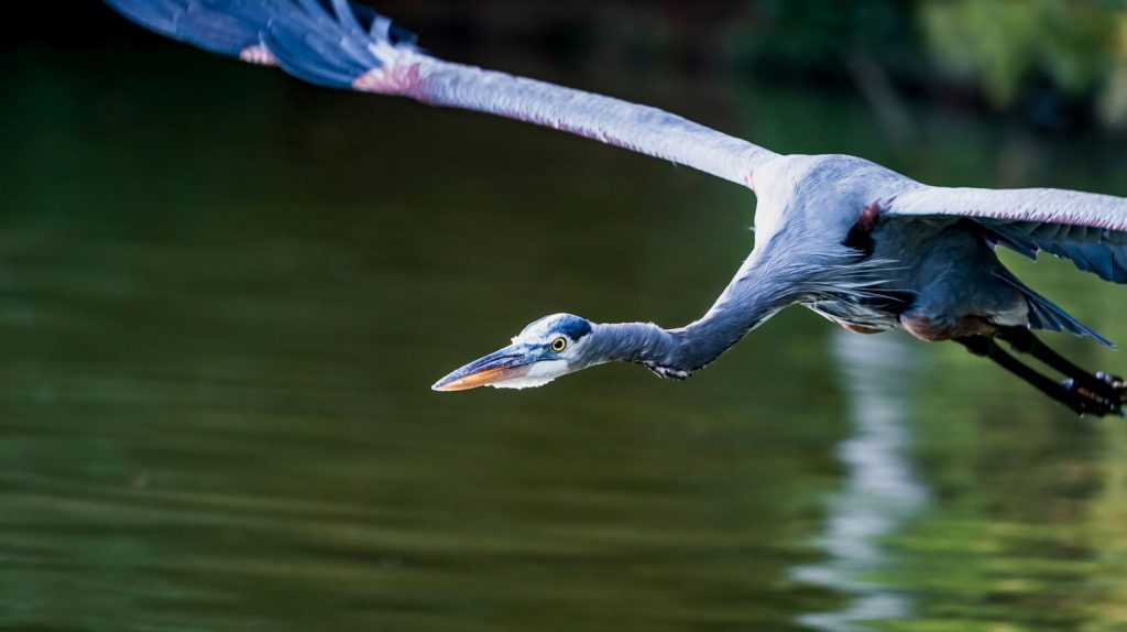 Contest-winning photo of a great blue heron flying low over the water