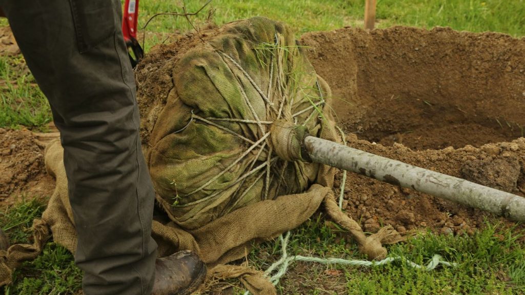 A tree, ready for planting, with its roots wrapped into a ball with burlap.
