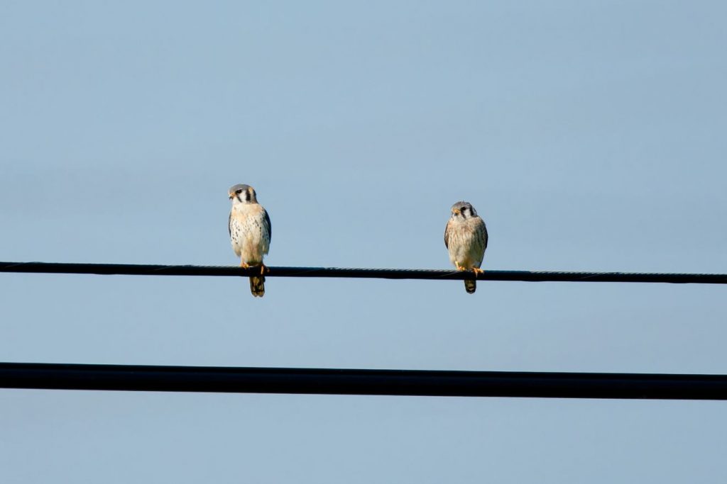 Two Kestrels perch on an overhead wire.