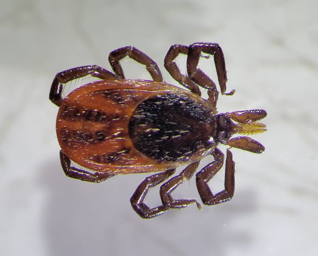 A closeup of a tick with a reddish body.