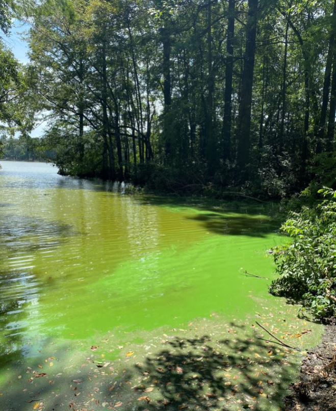 Blue-Green Algae in Delaware - DNREC