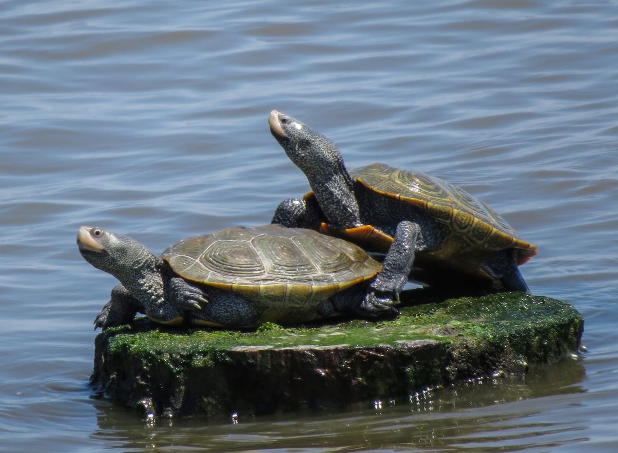 Two turtles sun themselves on a rock in the middle of water.
