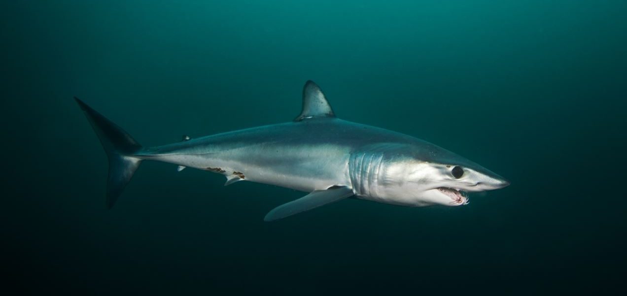 A mako shark underwater.