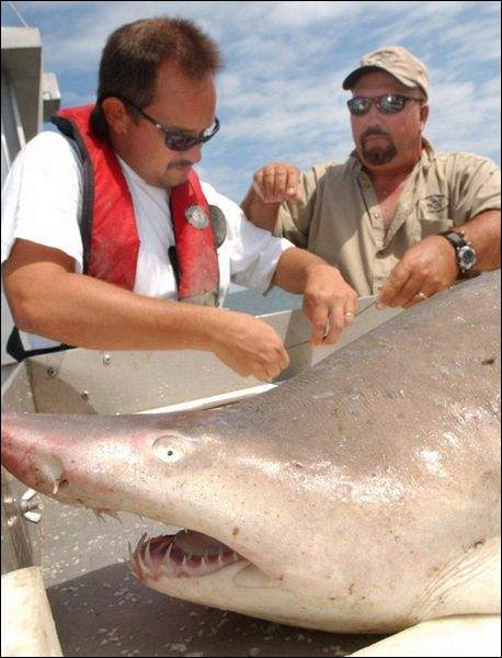 Two men stand over a shark that has been pulled from the water briefly for study.
