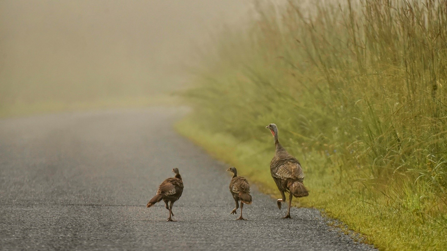 Three turkeys, one adult and two juveniles, trot down a road on a misty day.