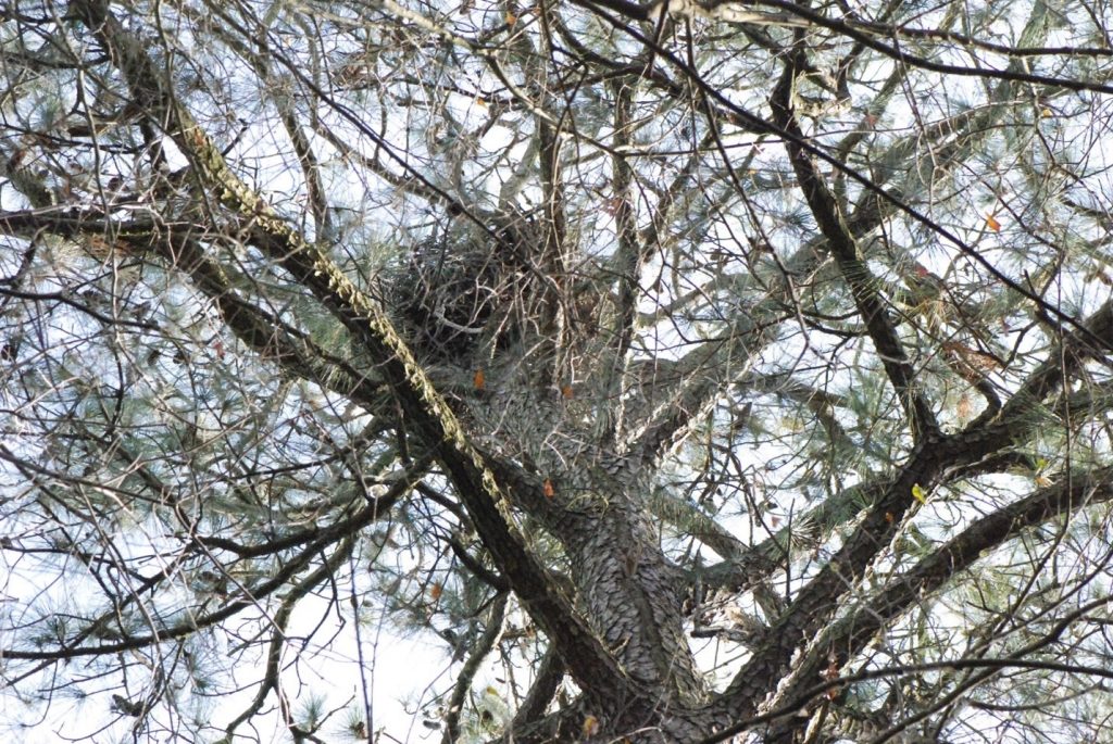 A view up the trunk of a large tree with a mass of sticks forming a large nest at the top.