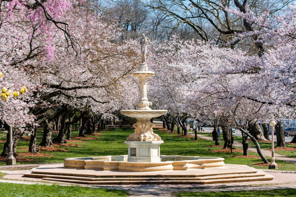 A white marble fountain topped by a statue of a woman stands amid blossoming trees.