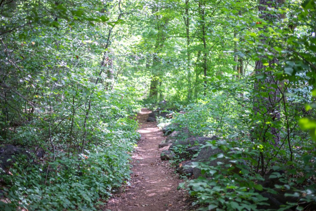 A hiking trial through a woodland in summer.