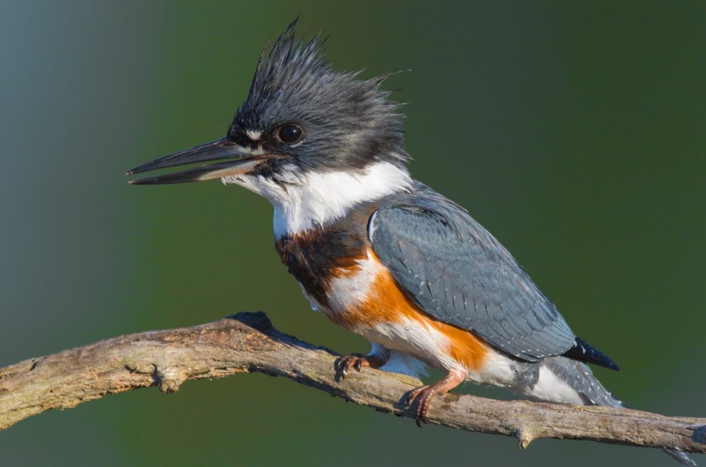 A beltedkingfisher perches on a branch.