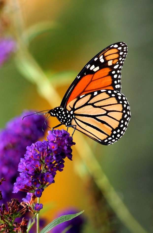 A monarch butterfly lands on a purple flower.