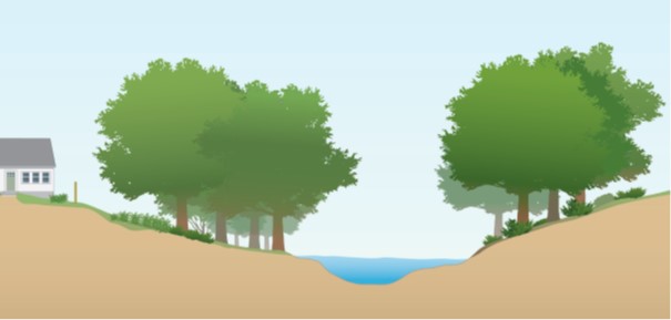 A drawing of a stream, seen in cross-section, with forest buffers on either side.
