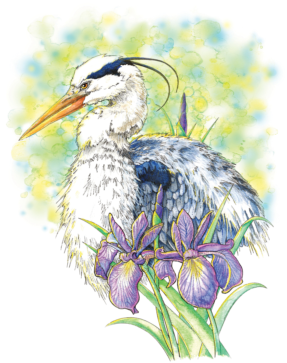 Artist's rendering of a heron, done in pastels.