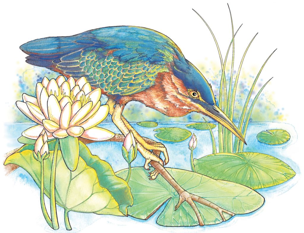 Illustration of a little green heron on a branch above a pond