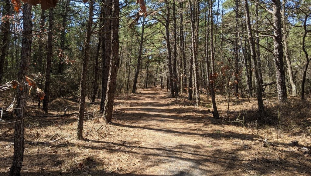 A trail leads off into a pine wood on a sunny day.