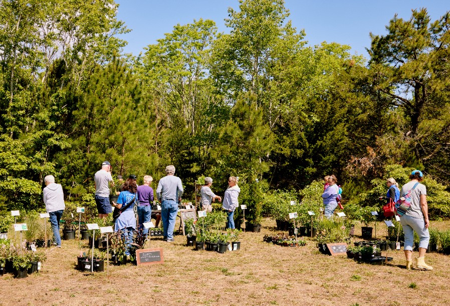 A group of people browse among a selection of plants at an outdoor plant sale on a sunny spring day.