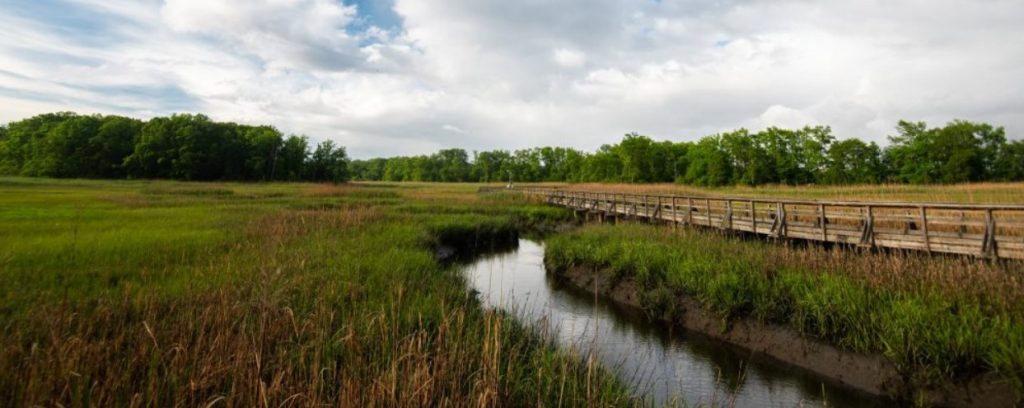 A raised wooden walkway runs through a wetland area with a small amount of open water showing in the foreground and a line of trees in the background.