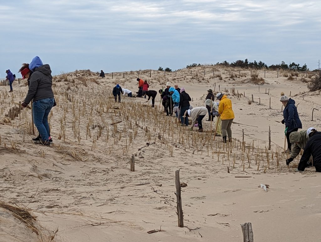 Volunteers planting beach grass on a sand dune to help hold the sand in place.