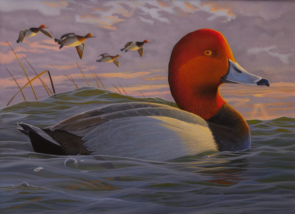 Painting of a Redhead duck.