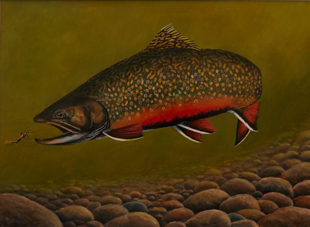painting of a brook trout