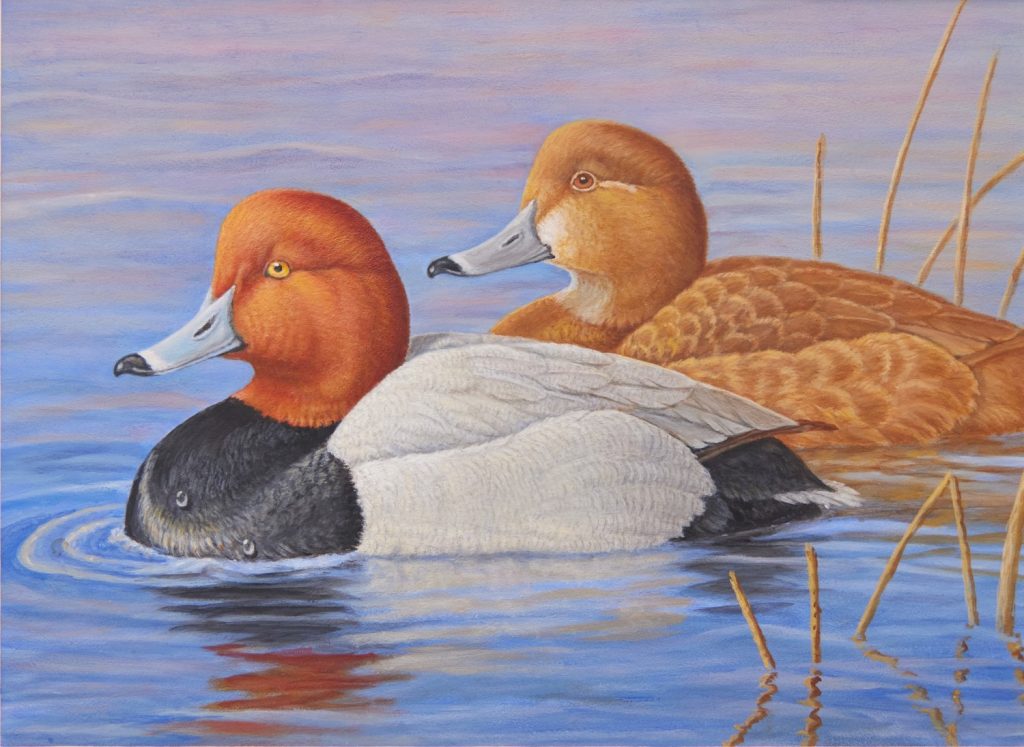Painting of two ducks on the water.