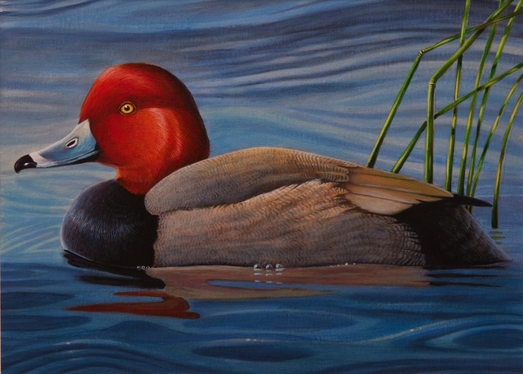 Painting of a Redhead duck on the water.