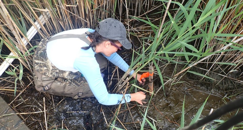A scientist gathers data in a marsh environment.