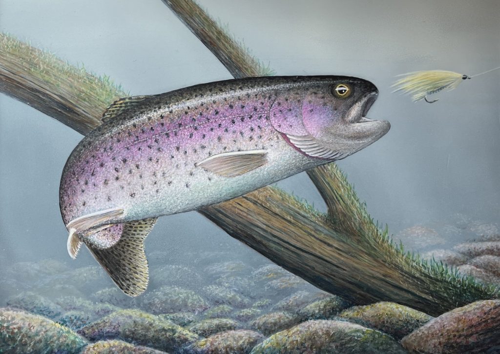 Painting of a rainbow trout about to take a fly.
