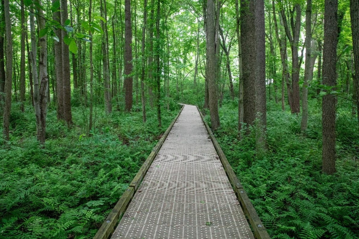 Sensory trail at Lums Pond State Park