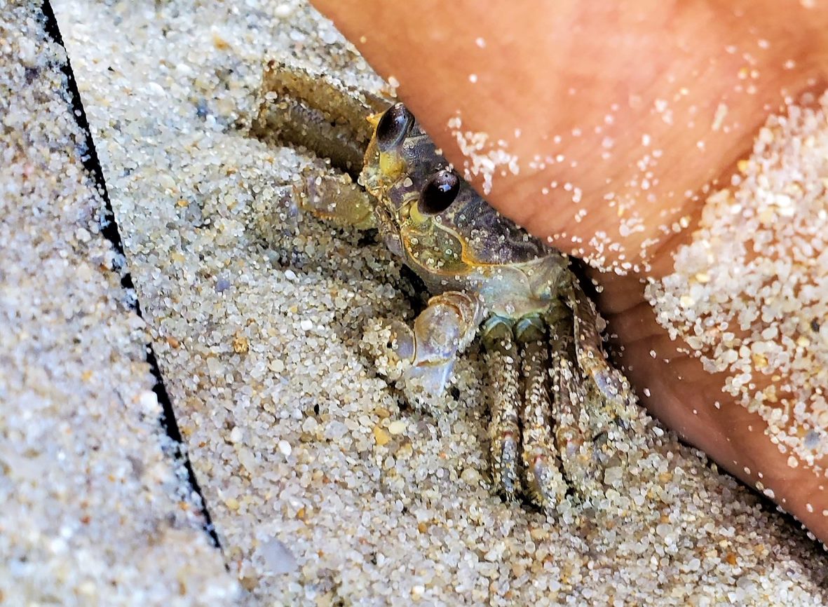 Close-up photo of a crab on sand with a human partially protecting it.