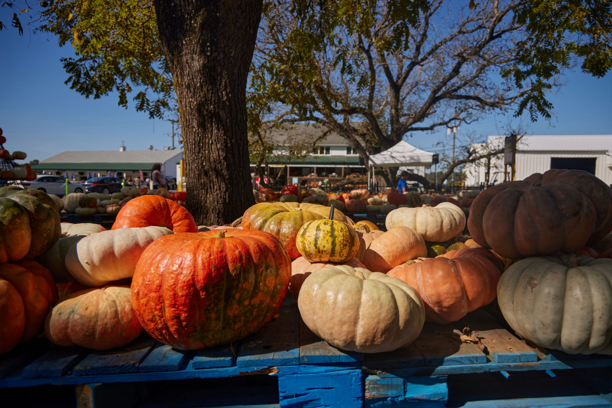 A selection of pumpkins at Fifer Orchards.