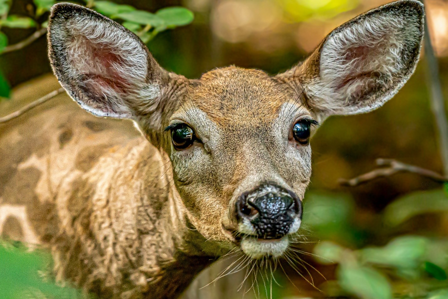 An intimate moment with a white-tailed deer is captured by Delaware photographer Kimberly Barksdale.