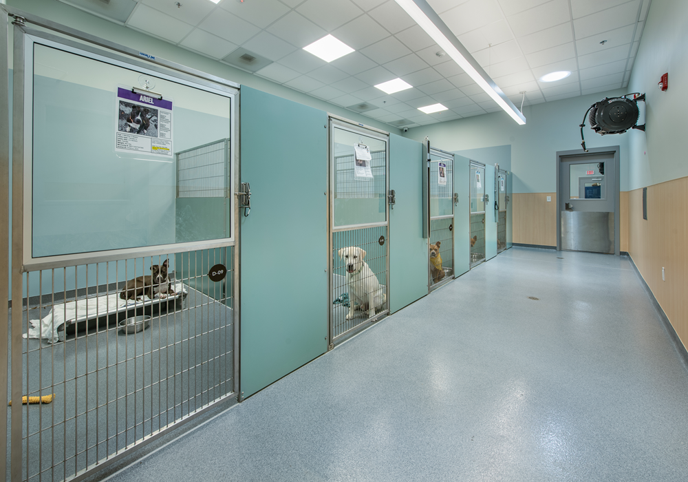 Dogs in a cages at Faithful Friends' animal shelter are pictured.